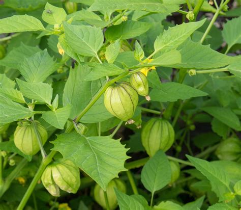 Planta De Tomatillo