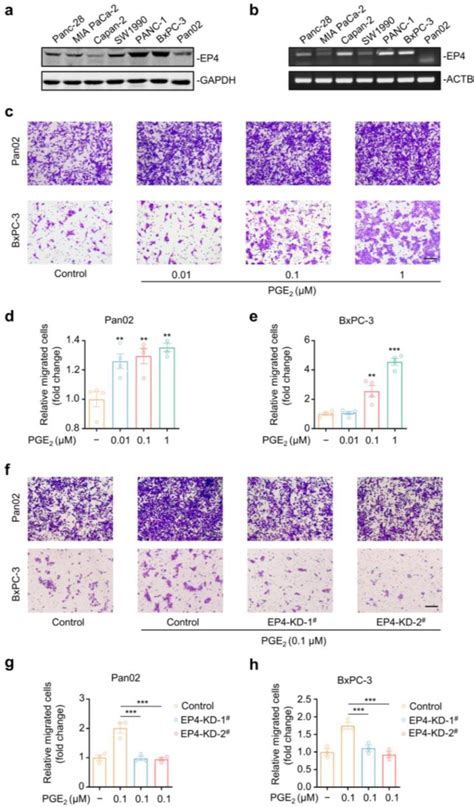 Figure 1 from A Novel Small Molecular Prostaglandin Receptor EP4 ...