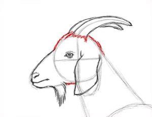 How to Draw a Goat : Step by Step Guide