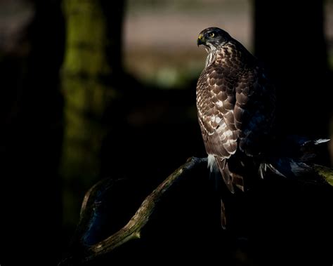 Illegal activity uncovered at goshawk nest in North York Moors