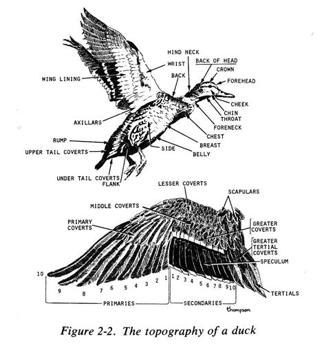 duck anatomy ('topography'?) - | Duck ideas | Pinterest | Anatomy, Drawing ideas and Drawings