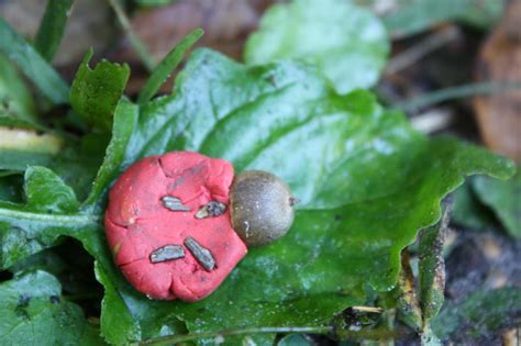 STEAM Preschool Art Challenge: Fall Bug Habitat - The Educators' Spin On It