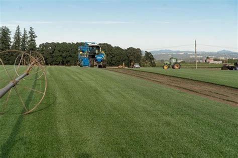 Sod Suppliers | Harvest Techniques | Kuenzi Turf & Nursery