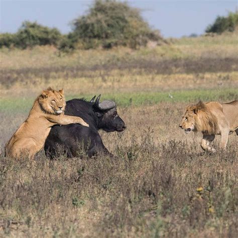 Buffalo v lion, Duba Plains. We had amazing buffalo lion interaction at Duba Plains, longest ...