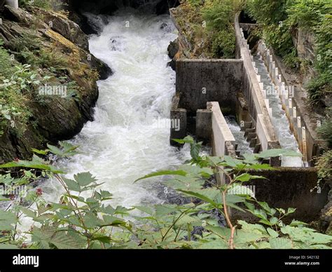 August, 2022, Salmon Ladder, Ketchikan Creek, Ketchikan, Alaska, United States Stock Photo - Alamy