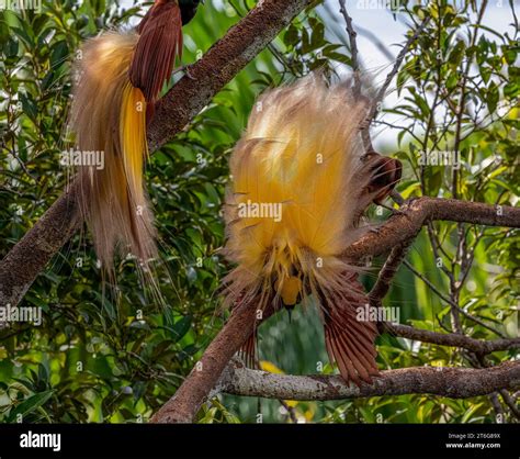 Males trying to impress the female bird of paradise INDONESIA ...