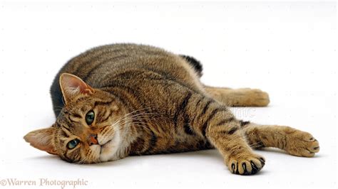 Tabby cat lying down photo WP16622