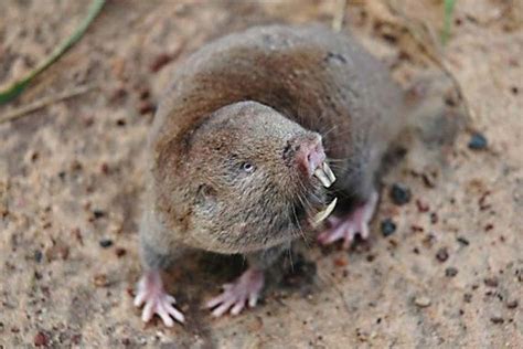 Hello Cutie! Scientists Discover New Species Of Giant Mole Rat, Native ...