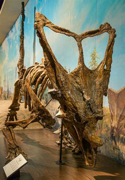 Chasmosaurus | Fossili, Preistoria, Dinosauri