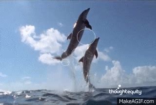 Dolphin GIFs - Find & Share on GIPHY