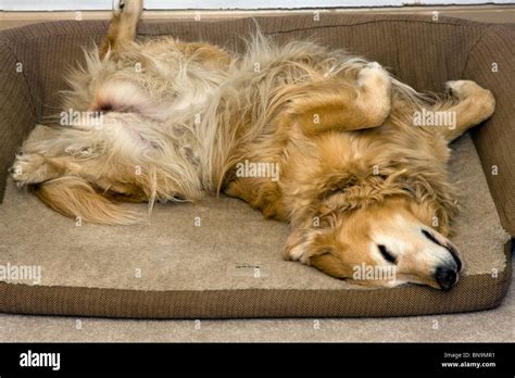 Golden Retriever dog sleeping on her back in her Orvis dog bed Stock Photo - Alamy