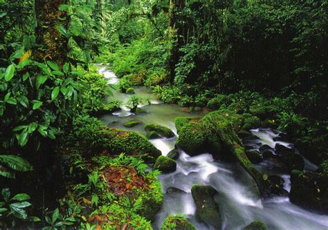 Rainforest in Costa Rica by Colonelengle on DeviantArt