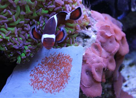 Clownfish Breeding | Page 6 | Saltwaterfish.com Forums for Fish Lovers!