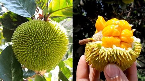 Amazing! Super Small Jackfruit | Very Delicious !!! | Jackfruit, Fruit ...