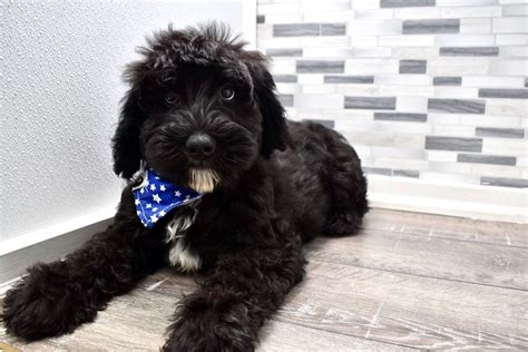 Mini Sheepadoodle Puppies