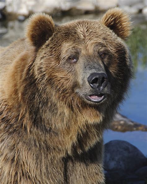 Grizzly Bear Portrait Photograph by Jim Guy