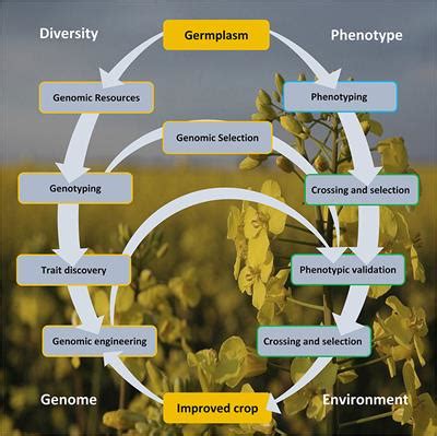 Frontiers | Genomics Armed With Diversity Leads the Way in Brassica Improvement in a Changing ...