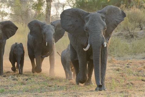 Elephant Herd Life