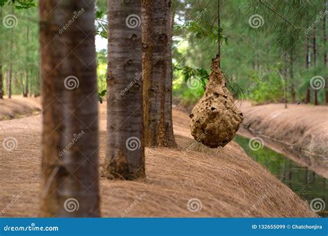 Wasp nest on tree stock image. Image of outdoor, leaves - 132655099