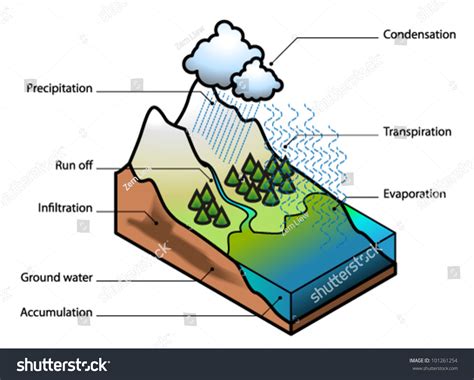 [DIAGRAM] Water Cycle Diagram Percolation - MYDIAGRAM.ONLINE