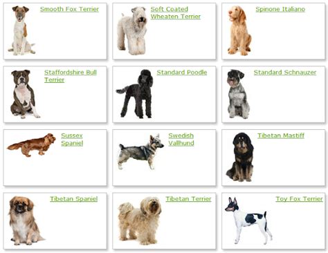 Identify Dog Breeds Chart