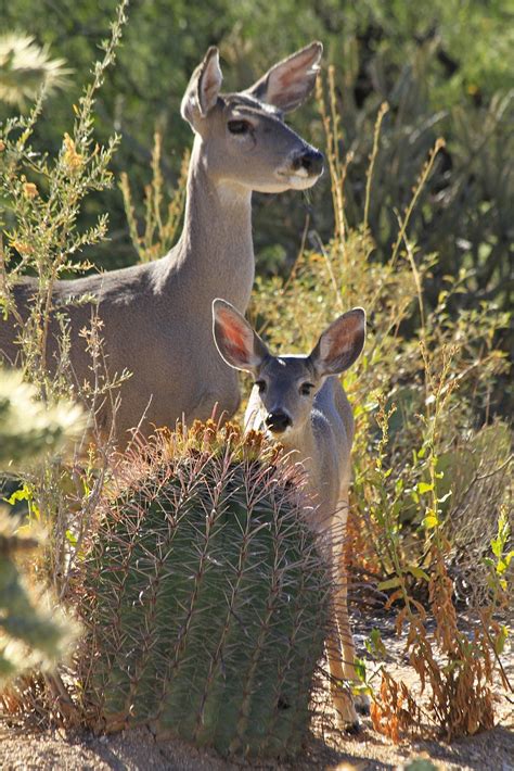 Sonoran Connection: Sabino Canyon WIldlife