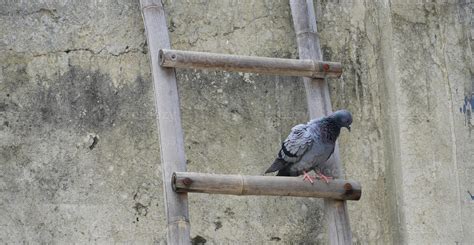 Portrait of a pigeon close up. 21630985 Stock Photo at Vecteezy