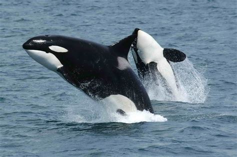 Killer whales - DikaAsriantika