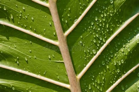 Leaf Veins stock photo. Image of outdoor, leaf, pattern - 25812572