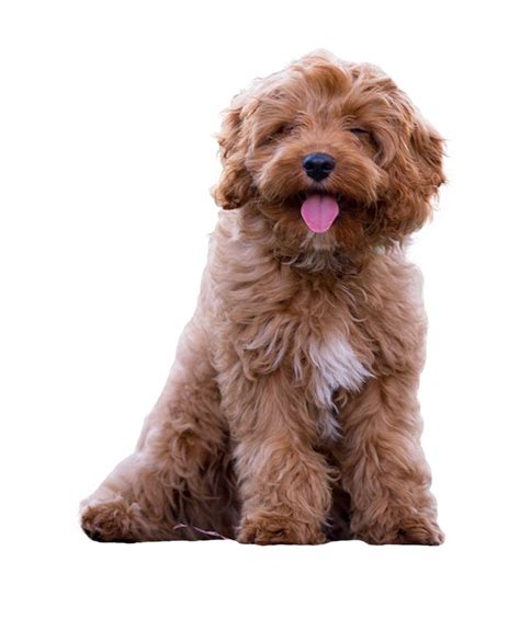 Cavoodle Breed Guide: Sizes, Weight & More | Petbarn