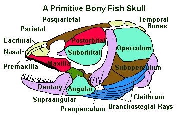 Fish Skeleton 101: The Evolution Of These Bony Structures - Earth Life