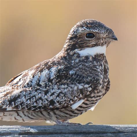 The great distance between the breeding & winter range of the Common Nighthawk is one of the ...