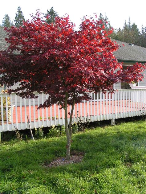 How Big Do Japanese Maples Get - Some varieties also show strong colors in the new leaves, which ...