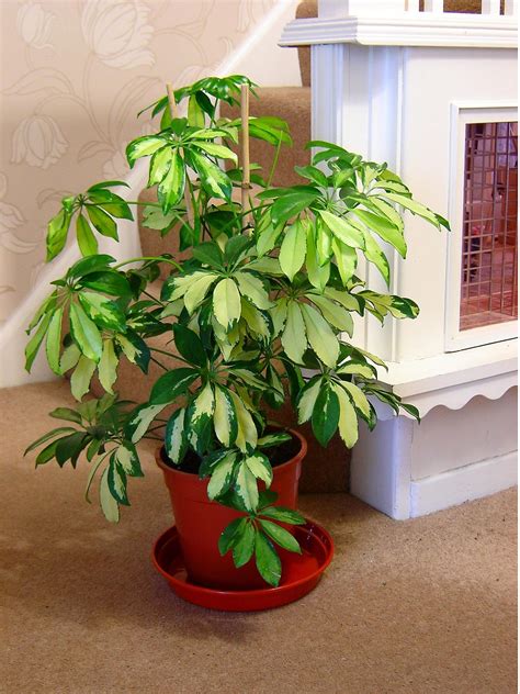 EasyPlants - TRADITIONAL EVERGREEN INDOOR PLANT GARDEN TREE @ POT HOUSE OFFICE | eBay