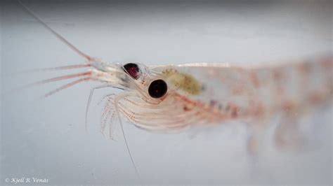 Association of Responsible Krill harvesting companies