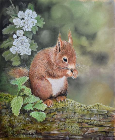 Red Squirrel – Pastel Pencil – Fine Art Drawings by Paul