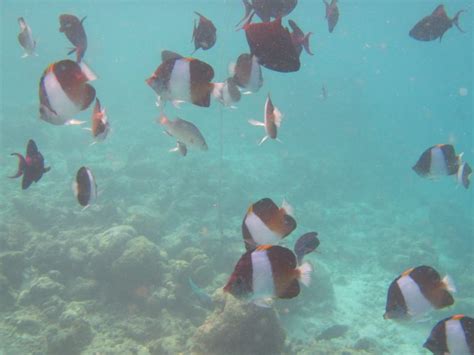 Snorkeling Komandoo Maldives