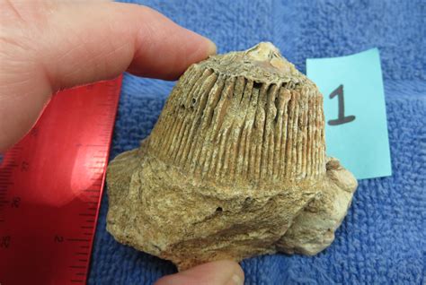 Identify this Missouri (crinoid flower?) fossil - Fossil ID - The Fossil Forum