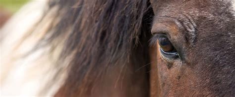 Episode 4: Horse Eye Diseases and Genetic Testing