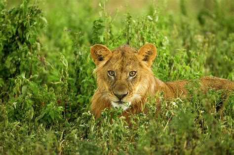 Lion, Ngorongoro Conservation Area Photograph by Paul Souders - Fine Art America