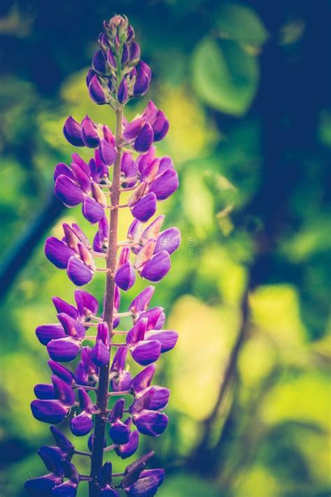 Purple Lupin Flower Filtered Stock Photo - Image of lupin, season ...