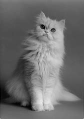 Персидская белая кошка