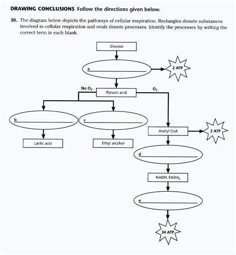 Cellular Respiration Review Worksheet – Imsyaf.com