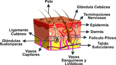 BIOLOGIAYPSICOLOGIA