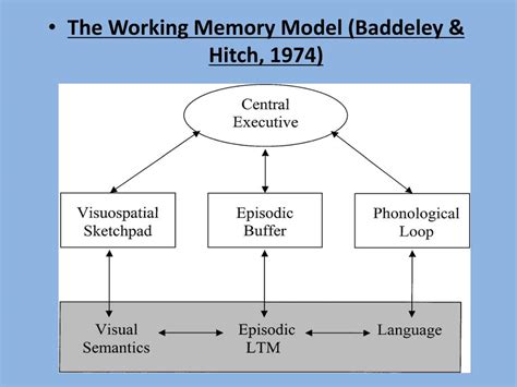 PPT - The Working Memory Model PowerPoint Presentation, free download - ID:4499427