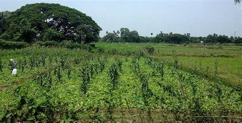 9. Mixed cropping beside rural village, near Kumbakonam, South India. | Download Scientific Diagram