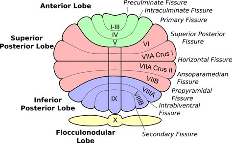 Cerebellum : Anatomy, Location & Function - Anatomy Info