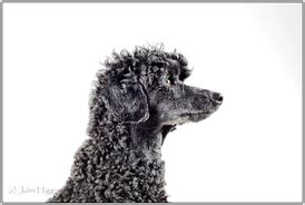 Grooming for your dog - Scruffy Pups