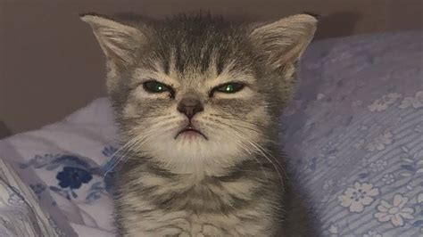 Angry - Funny Cats & Dogs That Will Fill You With Happiness🥰 - Dogs Experts