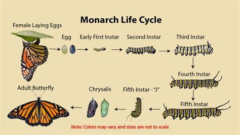 Monarch life cycle images and metamorphosis - Naturedigger - Nature ...